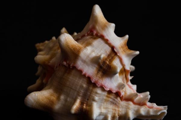 2023年10月桃花运最好的生肖 生肖兔拔得头筹