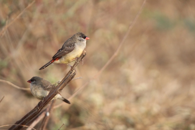 马和鸡属相合不合财运 可创造出更多发财的机会