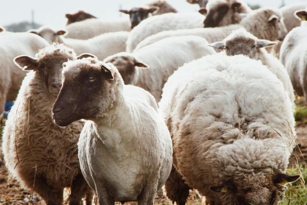 为什么说属狗的人有两段婚姻，属狗人的婚姻运势如何