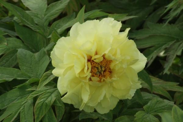 68年属猴今年为什么破财 1968年属猴的今年财运如何