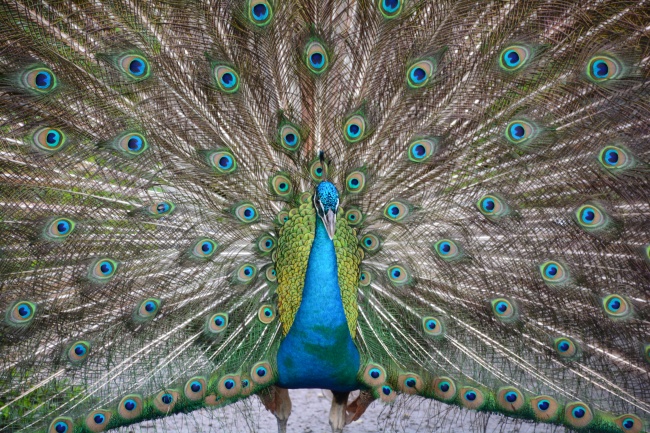 属虎三月三出生的男人的命运,属虎男三月三出生命格怎么样