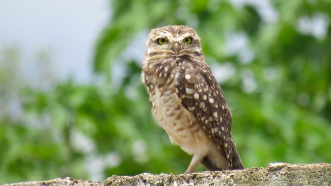 1997年属牛人永久吉利的数字，幸运数字是什么