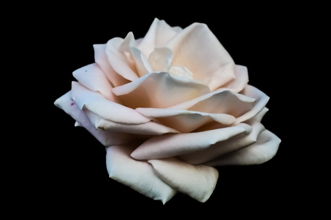 男蛇女猴的婚姻能白头偕老吗 有差异但婚姻可维持