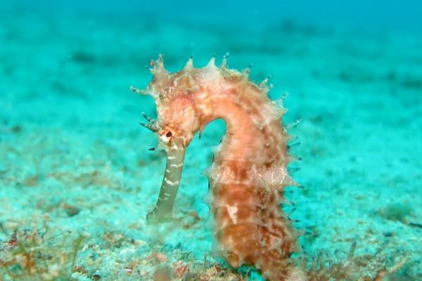 属龙女和什么属相最配 相互扶持共同成长属牛男