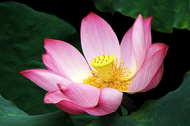 93年男鸡和96年女鼠相配吗 可以建立一段美好的关系