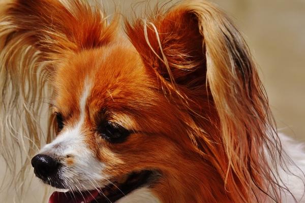 2023生肖鸡转运颜色，属鸡人今年转运要穿什么色