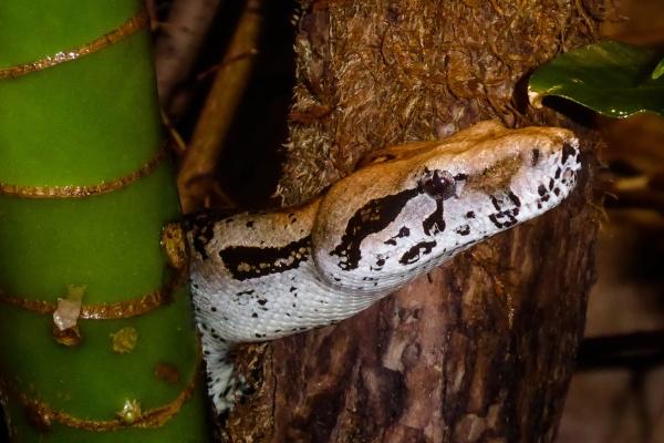 86年属虎女怎么选手机号 属虎女最佳手机号