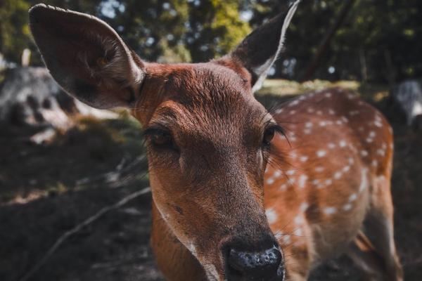 男蛇女猴的婚姻怎么样? 可以建立健康的婚姻