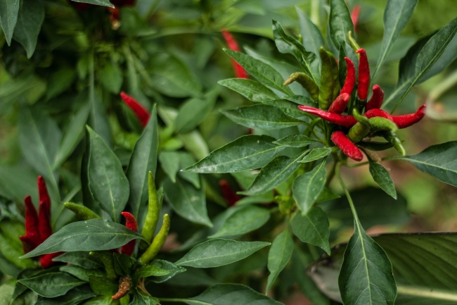 生肖狗女和生肖羊男做夫妻可以吗 配对优势和注意事项