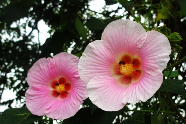 蛇为什么怕羊 羊和蛇合适吗？