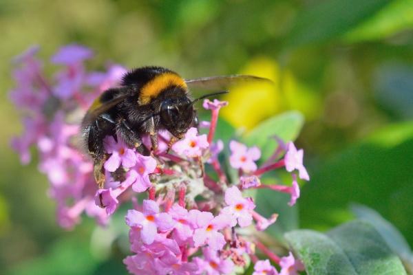 93的鸡和96年的鼠相配吗 属相相生性格互补