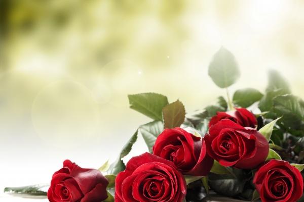 兔遇猪是什么结果 兔和猪性格上合拍吗