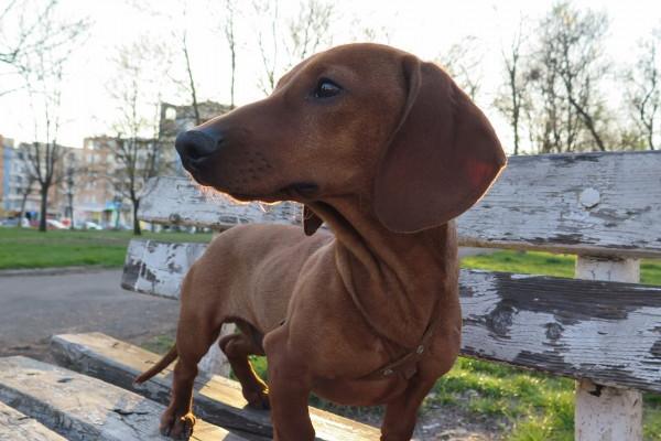 2023年11月有孽缘的生肖 容易被骗财骗色