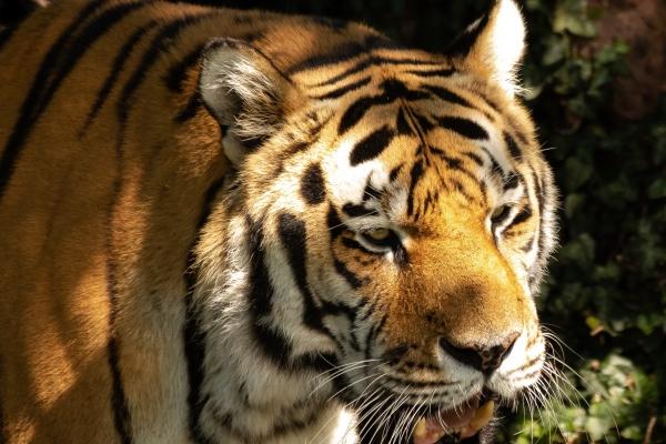 2024年犯太岁化解表 2024年犯太岁生肖