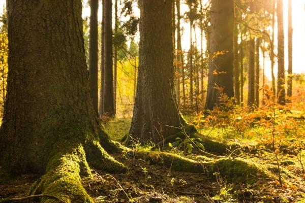 2023年兔年男宝多吗 容易生男孩吗