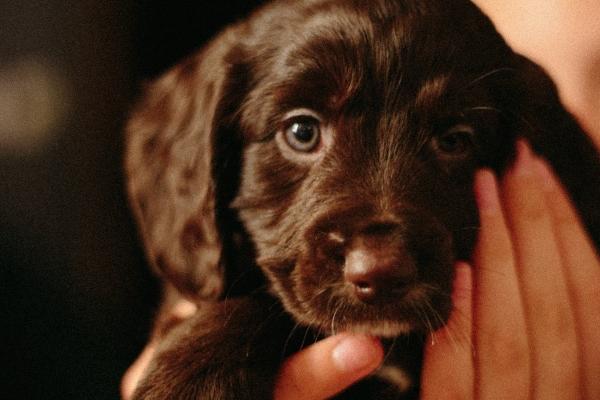 2024年属什么生肖 2024年是什么年