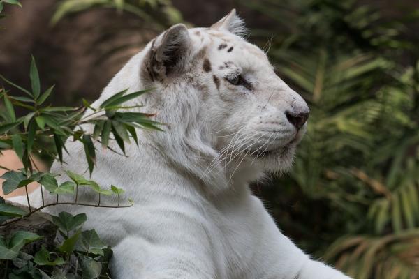 属猪和属牛的婚姻相配吗 八字合不合