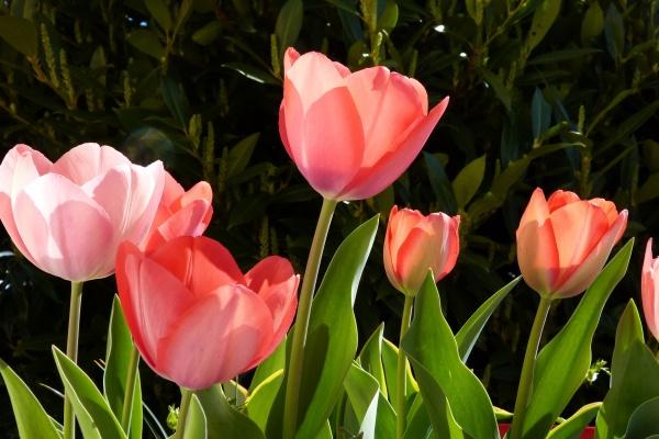 男士本命年穿啥红的好呢 注意事项有哪些