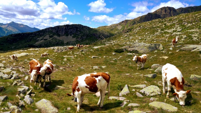87年属兔微信头像吉利，87年兔吉利头像是什么