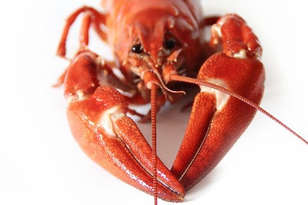 属马和属龙的婚姻如何 会不会离婚