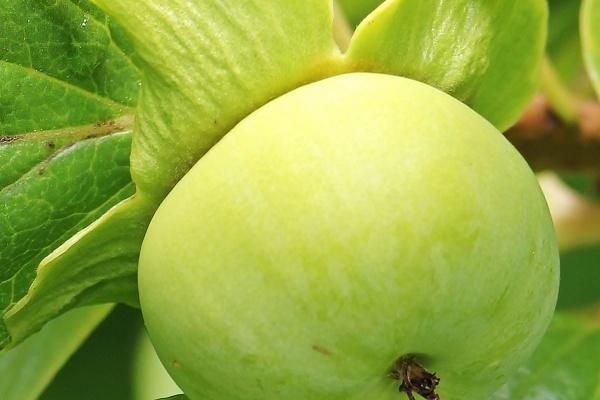 属蛇的手机号用什么号码好 数字0、2和9比较好