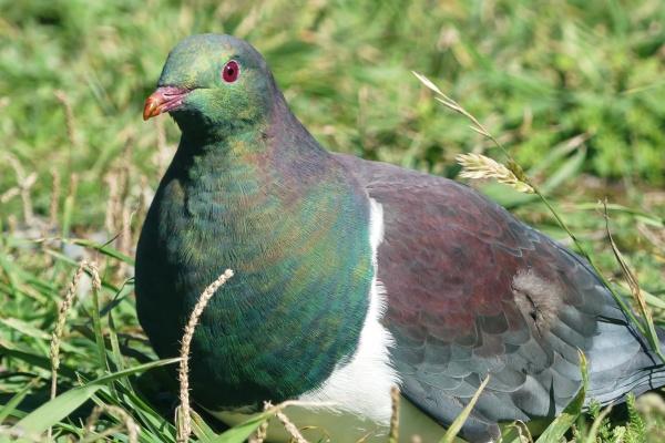 属龙和属马的结婚命运如何 在相生相克上比较和谐