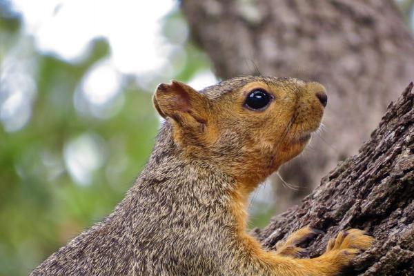 羊鼠在一起可以化解吗 相互理解发挥各自的优点