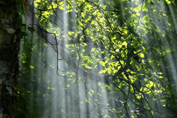 男蛇女猴合得来吗 配对优点和配对冲突分析