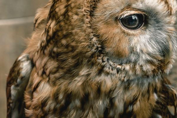 属虎的人和哪些属相配 配什么最合适