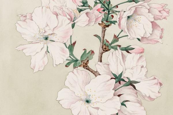 蛇女和猴男相配吗 相配的可能性大吗