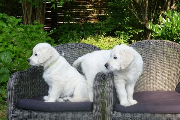 属龙跟属狗相配好不好 属龙跟属狗相配优点和挑战