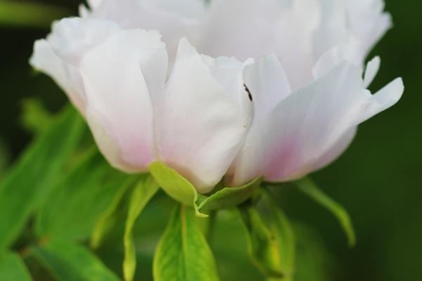 属蛇人的车牌号吉祥号是多少 好运车牌号