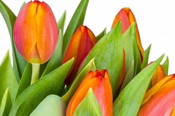 98年属虎手机号码吉利数字 生肖虎幸运数字