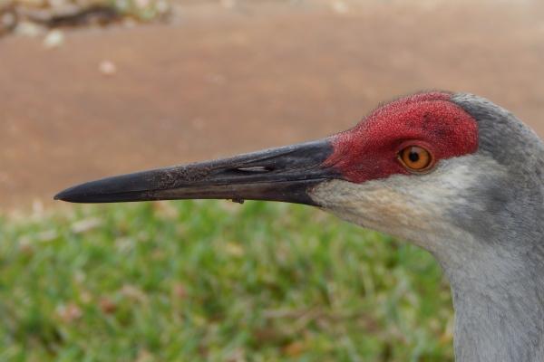 2024年正缘运最旺 可能遇到真爱的生肖男