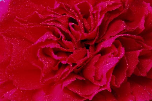 虎男和鼠女的属相合不合 生肖相合相互促进