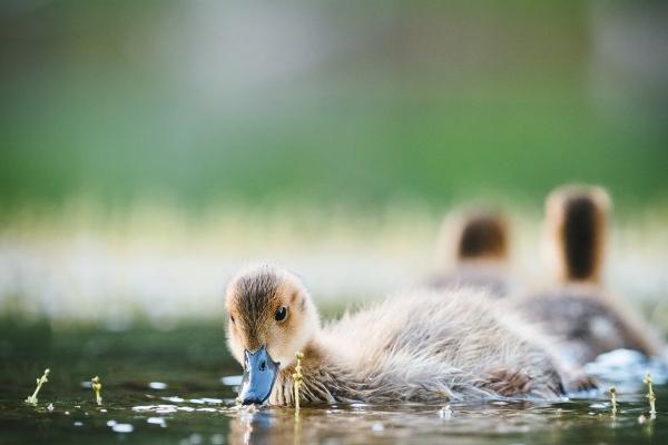 属蛇属鼠的和不和 并不是最佳的搭配