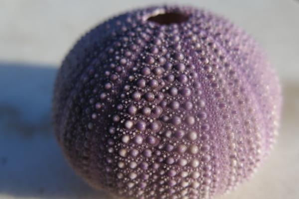 2001蛇女2023婚嫁月，属蛇女今年结婚几月份出嫁好