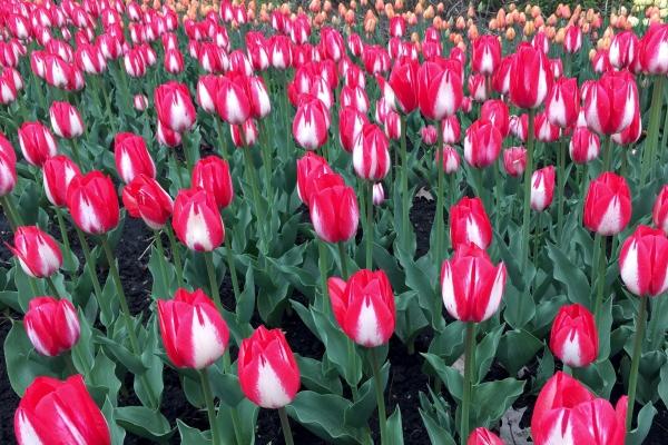 1981属鸡女2023最危险的一个月 7月份最不好