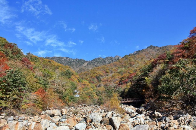 1981年属鸡人2023年有大难,属鸡人会遇到什么劫难