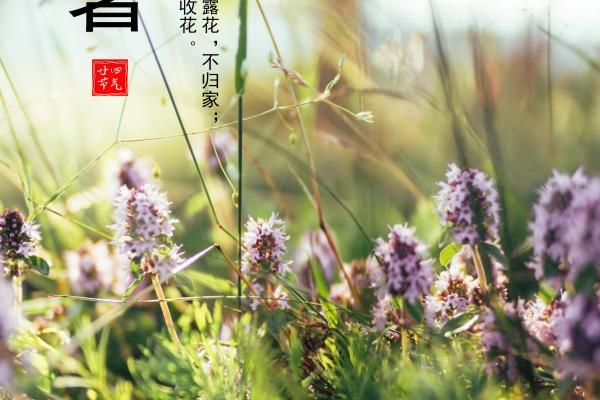 87年属兔最佳手机号码 用什么数字最好