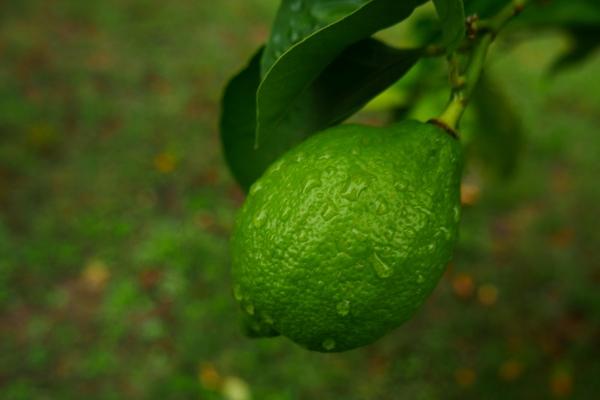 最旺最顺的生肖2023年 今年的赢家属相