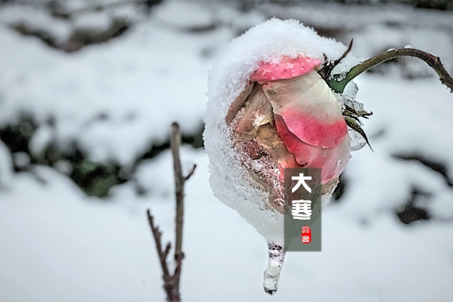 属牛的三大忌配生肖 应该避免哪些生肖