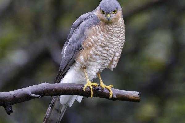 男生公认最抢手的4大生肖女,蛇女神秘优雅,虎女自信独立