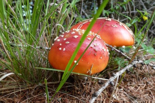 属蛇的人车牌吉祥号 适合转运的数字