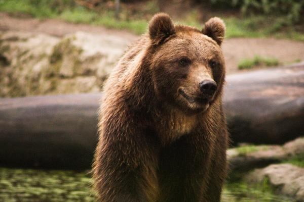 最喜欢强势女人的3大生肖男 想发达必娶强势女为妻