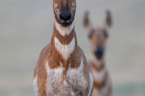 郑博士 十二生肖周运详解4.24-4.30