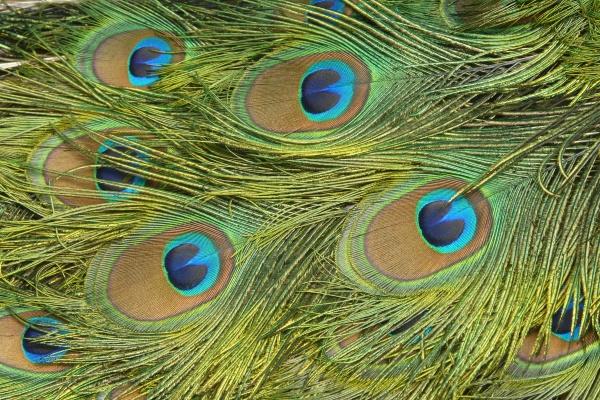 下半年富裕能成真的三生肖,升官加薪连着来!