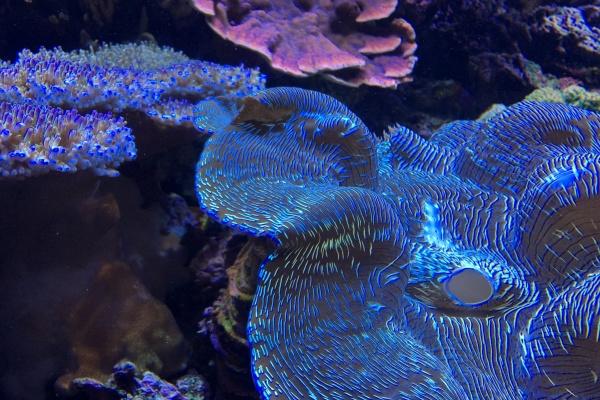 1990年属马微信头像带来好运,90年马微信用什么头像好