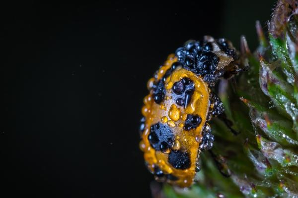 属猴2023年5月运势解析，轻微破财出游小心