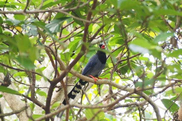 属龙人交运不能见的属相，属龙人交运忌什么属相